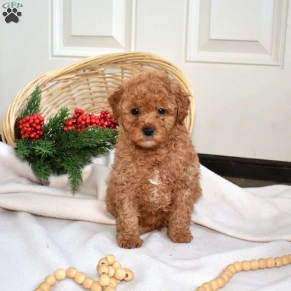 Rusty, Miniature Poodle Puppy