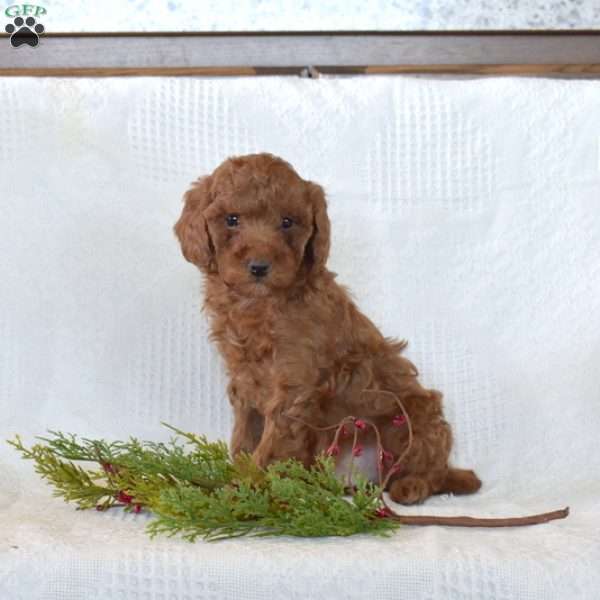 Rusty, Toy Poodle Puppy