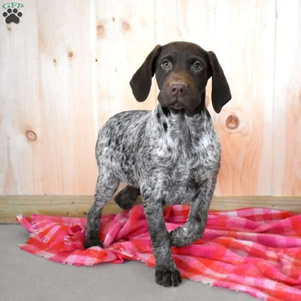 Rusty, German Shorthaired Pointer Puppy