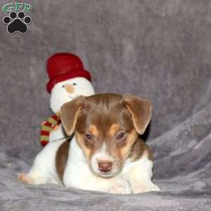 Rusty, Jack Russell Terrier Puppy
