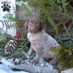 Rusty, German Shorthaired Pointer Puppy