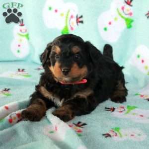 Rusty, Mini Bernedoodle Puppy