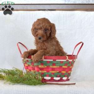 Rusty, Toy Poodle Puppy