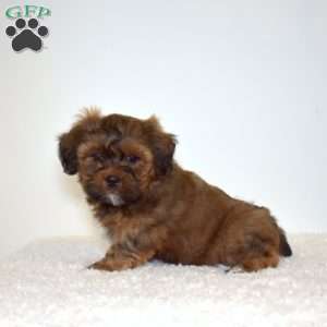Rusty, Shih Tzu Mix Puppy