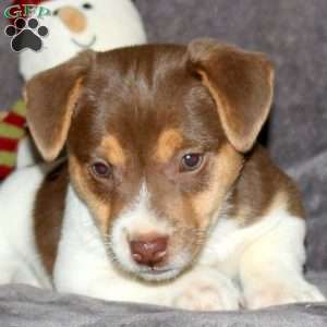 Rusty, Jack Russell Terrier Puppy