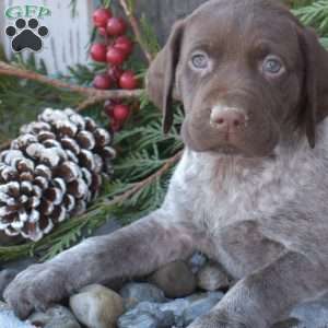 Rusty, German Shorthaired Pointer Puppy