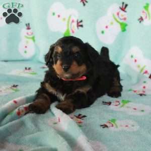 Rusty, Mini Bernedoodle Puppy