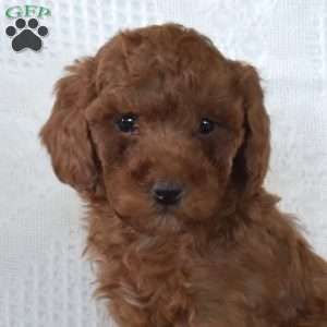 Rusty, Toy Poodle Puppy