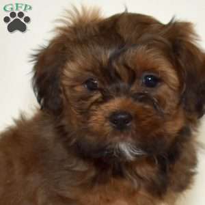 Rusty, Shih Tzu Mix Puppy