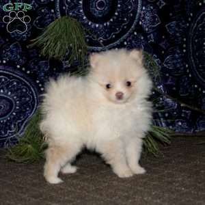 Rusty, Pomeranian Puppy