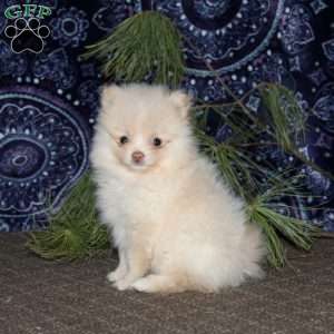 Rusty, Pomeranian Puppy