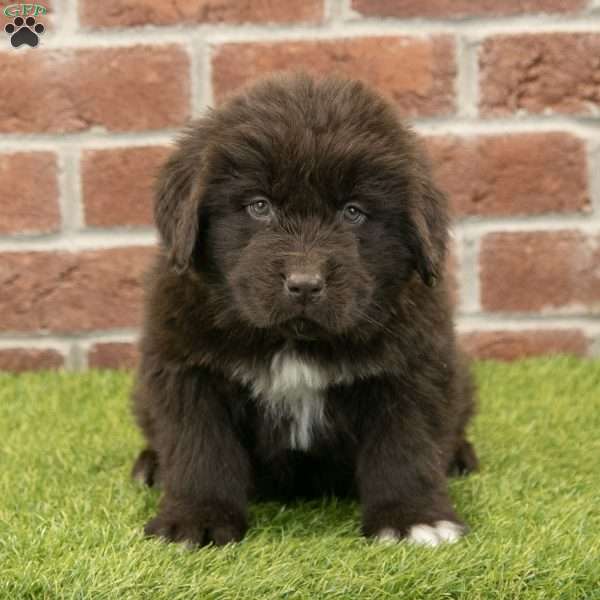 Ryder, Newfoundland Puppy