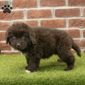 Ryder, Newfoundland Puppy