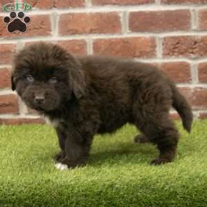 Ryder, Newfoundland Puppy