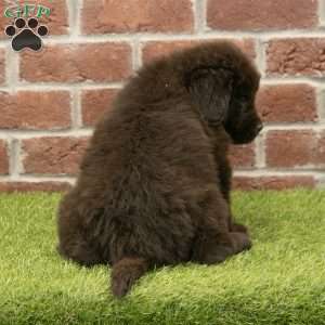 Ryder, Newfoundland Puppy