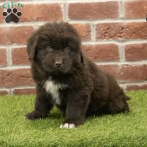 Ryder, Newfoundland Puppy