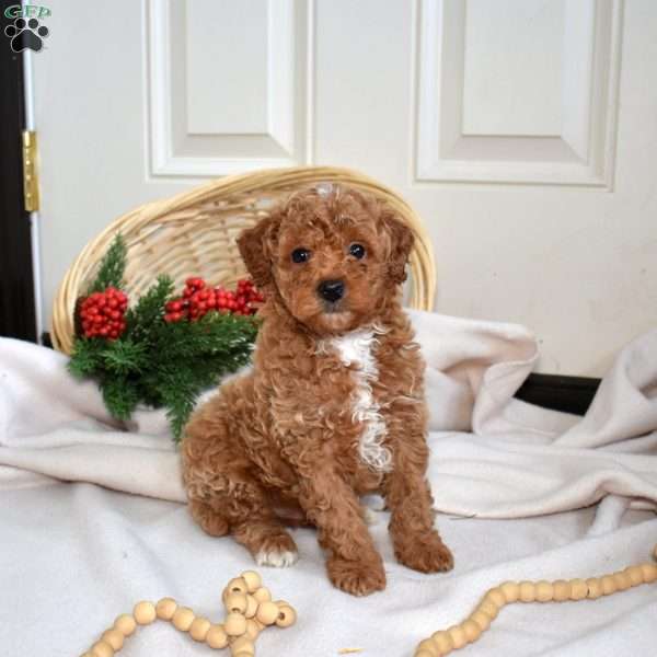 Ryder, Miniature Poodle Puppy