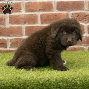 Ryder, Newfoundland Puppy