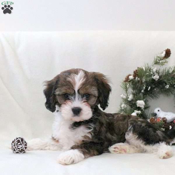 Rylan, Havanese Mix Puppy