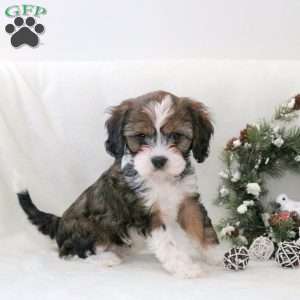 Rylan, Havanese Mix Puppy