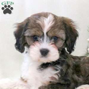 Rylan, Havanese Mix Puppy