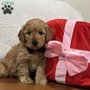 Sid, Mini Goldendoodle Puppy