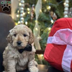 Sid, Mini Goldendoodle Puppy