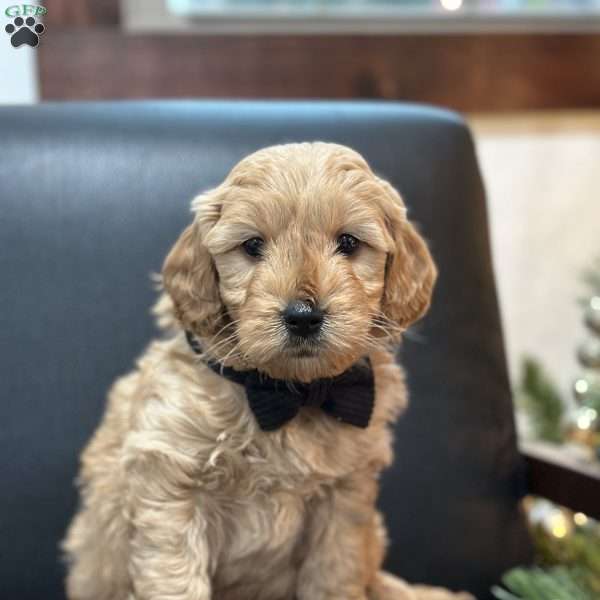 Sid, Mini Goldendoodle Puppy