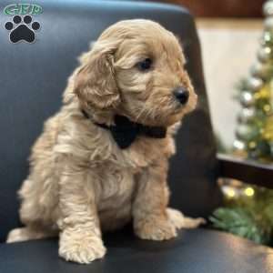 Sid, Mini Goldendoodle Puppy