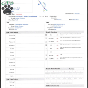 Sunny, Golden Retriever Puppy