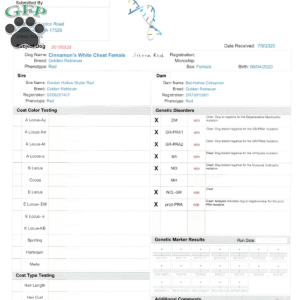 Sunny, Golden Retriever Puppy