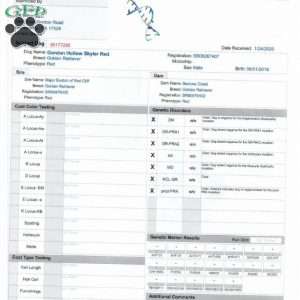 Sunny, Golden Retriever Puppy