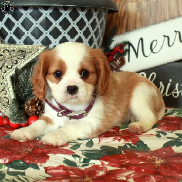 Sabrina, Cavalier King Charles Spaniel Puppy