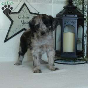 Sabrina, Mini Goldendoodle Puppy