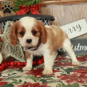 Sabrina, Cavalier King Charles Spaniel Puppy