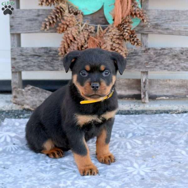 Sadie, Rottweiler Puppy