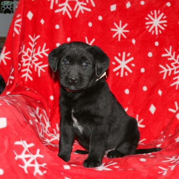 Sadie, Black Labrador Retriever Puppy