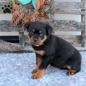 Sadie, Rottweiler Puppy