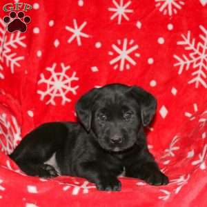 Sadie, Black Labrador Retriever Puppy