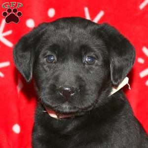 Sadie, Black Labrador Retriever Puppy