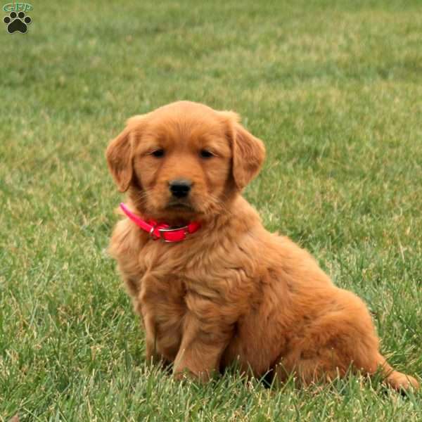Saffron, Golden Retriever Puppy