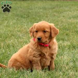 Saffron, Golden Retriever Puppy