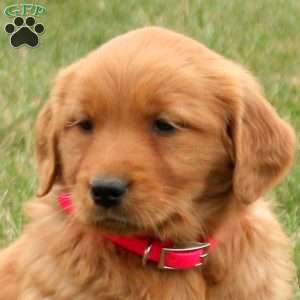 Saffron, Golden Retriever Puppy