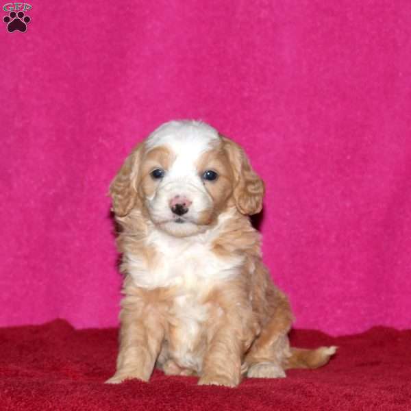 Sage, Mini Bernedoodle Puppy