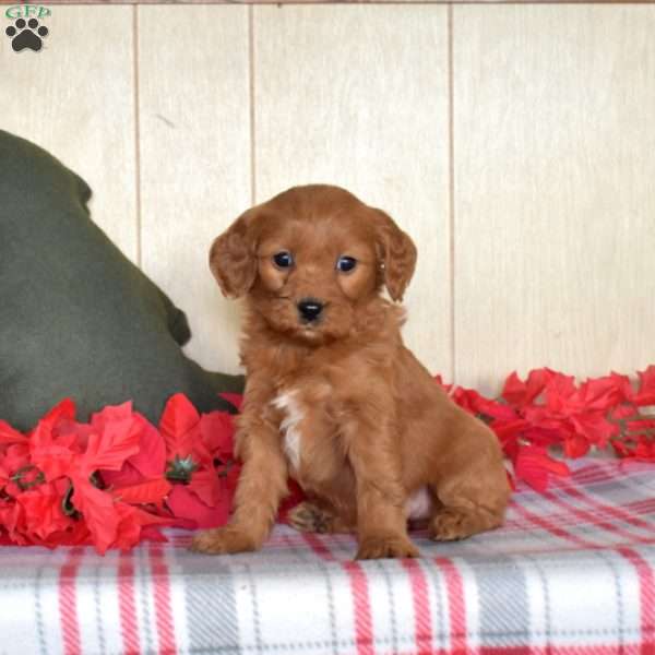 Sage, Mini Goldendoodle Puppy