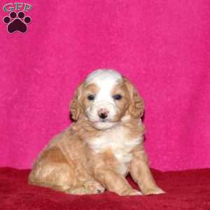 Sage, Mini Bernedoodle Puppy