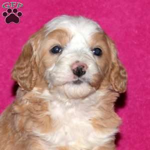 Sage, Mini Bernedoodle Puppy