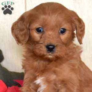 Sage, Mini Goldendoodle Puppy