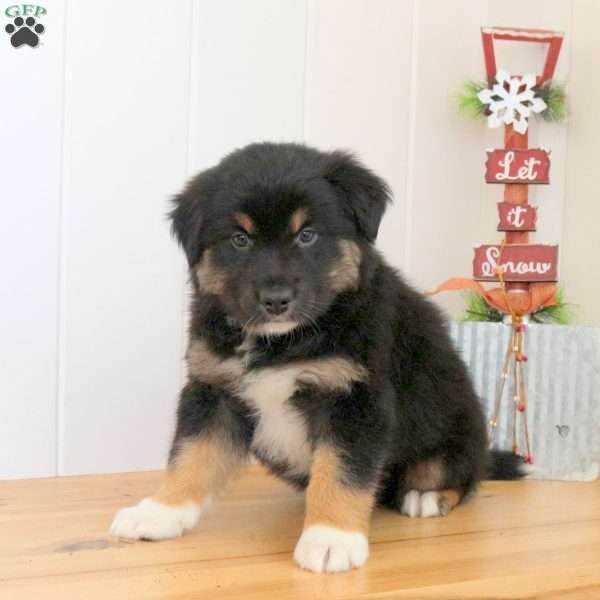 Saint, Australian Shepherd Puppy