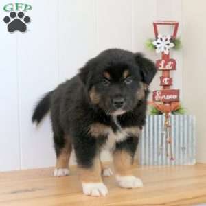 Saint, Australian Shepherd Puppy